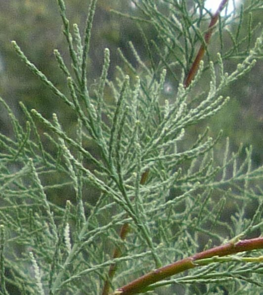 High Resolution Tamarix ramosissima Leaf